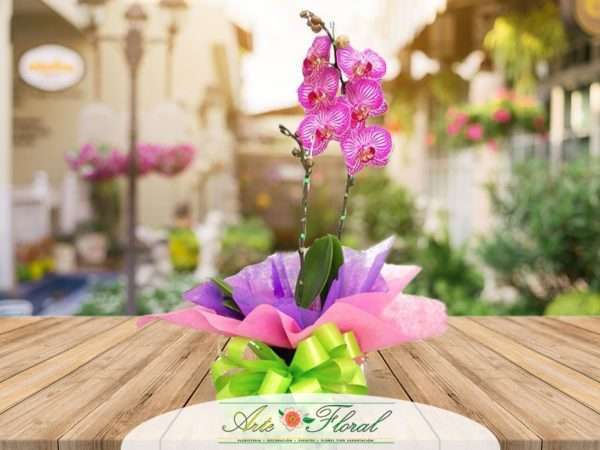 Planta de orquídeas